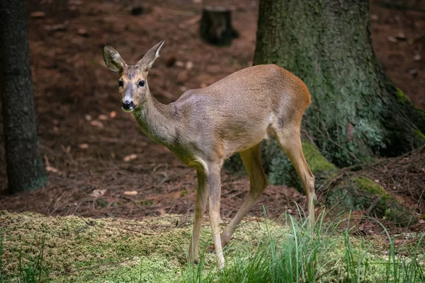 Cervos Roe Floresta Capreolus Capreolus Cervos Ovinos Selvagens Natureza — Fotografia de Stock