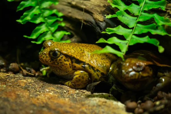 Tropikalne Żaby Dyscophus Guineti Siedzi Kamieniu — Zdjęcie stockowe