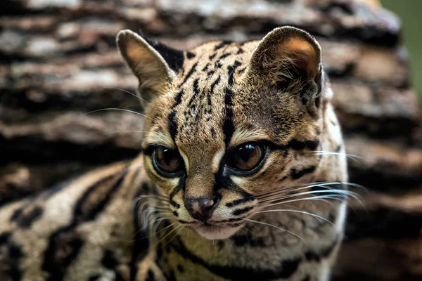 Hosszúfarkú Macska Leopardis Wiedii Portréja — Stock Fotó