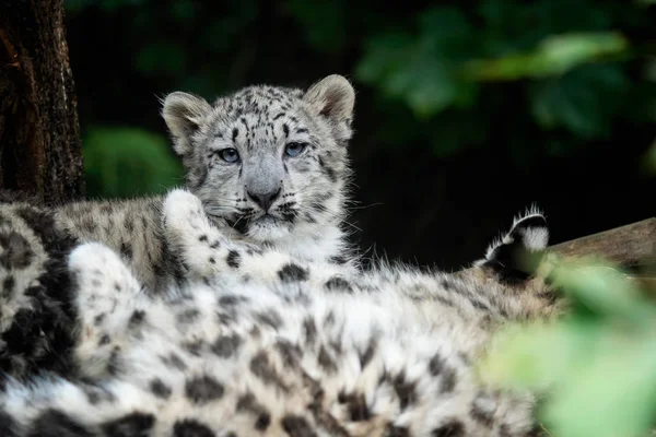 Snow Leopard Cub Panthera Uncia Młody Snow Leopard — Zdjęcie stockowe