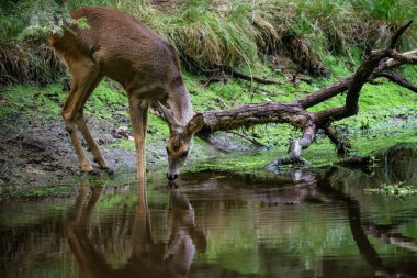 Ormandaki Capreolus capreolus karaca. Vahşi karaca içme su birikintisi