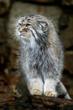 Manul veya Pallas kedi, Otocolobus manul, Asya'dan gelen sevimli vahşi kedi.