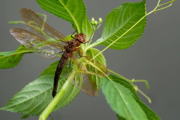 Libélula Marrón Una Planta Libélula Grande Con Alas Transparentes —  Fotos de Stock