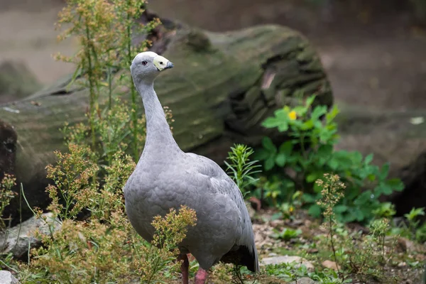 Cabo Barren Goose Cereopsis Novaehollandiae — Fotografia de Stock