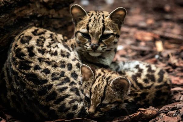 Маргай Leopardus Wiedii Женщина Ребенком Маргейские Кошки Обнимают Друг Друга — стоковое фото