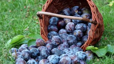 Erik hasat. Erik çimenlerin üzerinde bir hasır sepet içinde. Bahçeden meyve hasat