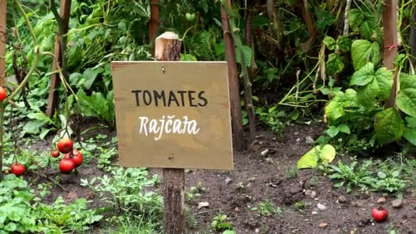 庭の木の板にスペイン語とチェコ語の碑文 情報記号と碑文トマト ドライトマト 野菜の庭 — ストック動画