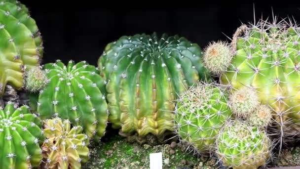 Tanaman Kaktus Cache Bulat Kecil Kakti Hijau Banyak Kaktus Tanah — Stok Video