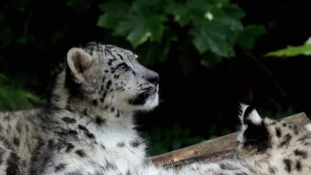 Cachorro Leopardo Nieve Panthera Uncia Joven Leopardo Nieve — Vídeo de stock