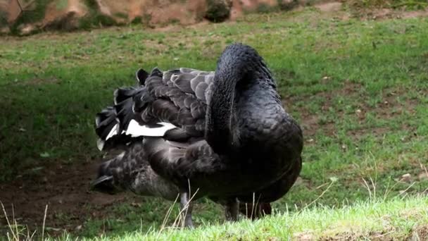 Perfil Del Cisne Negro Cygnus Atratus Hermoso Cisne Negro Australiano — Vídeo de stock