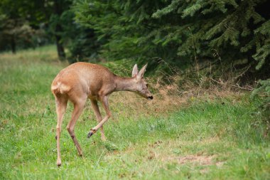 Ormanda Roe geyiği, Capreolus Capreolus. Vahşi geyik doğada.