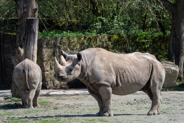 Rinoceronte Negro Oriental Diceros Bicornis Michaeli — Foto de Stock