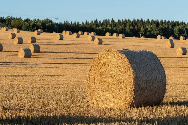 Hooibalen Het Veld Oogst Landbouwgebied Hooibalen Gouden Veld Landschap — Stockfoto