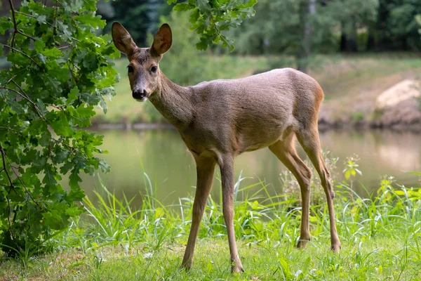 Roe Herten Het Bos Capreolus Capreolus Wilde Reeën Natuur — Stockfoto