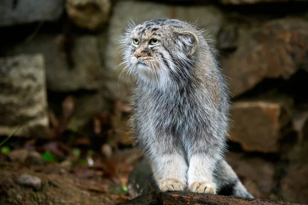 Manul Του Παλλάς Γάτα Otocolobus Manul Χαριτωμένο Γάτα Άγρια Από — Φωτογραφία Αρχείου