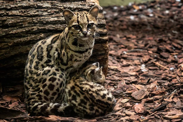 Margay Leopardus Wiedii Vrouwelijke Met Baby Margay Katten Paar Knuffelen — Stockfoto