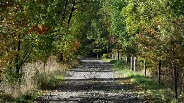 Bunte Bäume Und Landstraße Herbstlichen Wald Herbstbäume Wind — Stockvideo