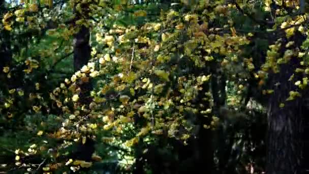 Осенние Деревья Ветру Осенние Листья Деревьях Лесу — стоковое видео
