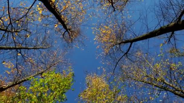 Árboles Otoñales Viento Cielo Azul Claro — Vídeo de stock