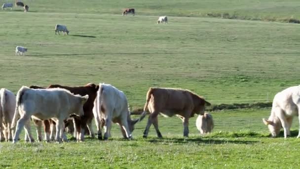 成群的奶牛和小牛在草地上放牧 牧场奶牛 — 图库视频影像