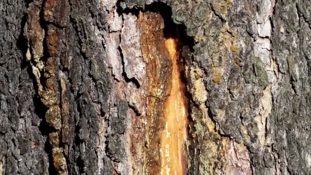 樹脂スプルースの木の幹 水平方向ショットします トウヒの木のトランクのコウゾ 木は樹脂を解放 傷口をふさぎ — ストック動画
