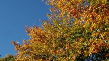 Mavi gökyüzü arka plan ile rüzgarda düşen sonbahar yaprakları