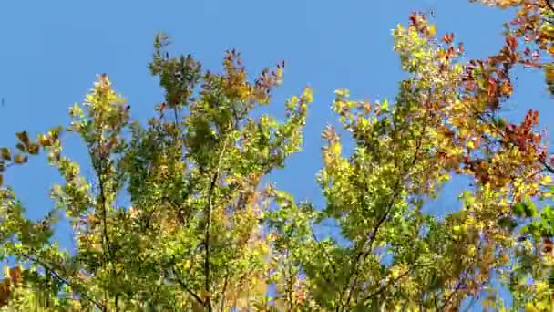 Folhas Outono Coloridas Árvores Uma Floresta Árvores Outono Vento Céu — Vídeo de Stock