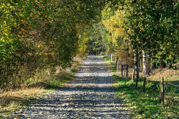 Colorful Trees Rural Road Autumn Forest Autumn Trees — Stock Photo, Image