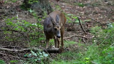 Ormanda Roe geyiği, Capreolus Capreolus. Vahşi geyik doğada.