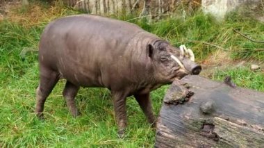 Babirusa Celebes çim nesli tehlike altında olan hayvan türleri yiyor. Babyrousa babyrussa