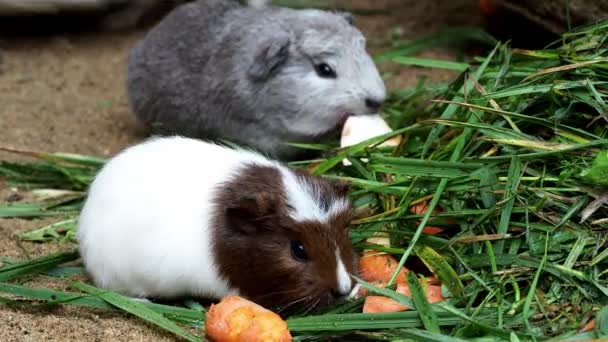 Guinea Pig Eats Carrot Cavia Aperea Porcellus — Stock Video