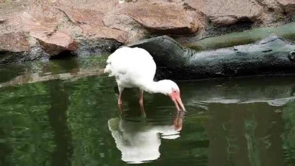 Bílá Ibis Eudocimus Albus Rybou Zobáku — Stock video