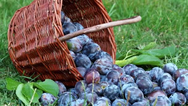 梅の収穫 草の上の枝編み細工品バスケットの梅 庭から果実を収穫 — ストック動画