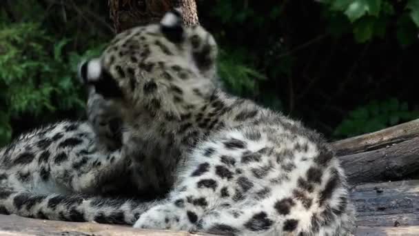 Gatinhos Leopardo Neve Brincam Juntos — Vídeo de Stock