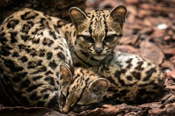 Margay Leopardus Wiedii Hembra Con Bebé Margay Gatos Par Abrazos —  Fotos de Stock