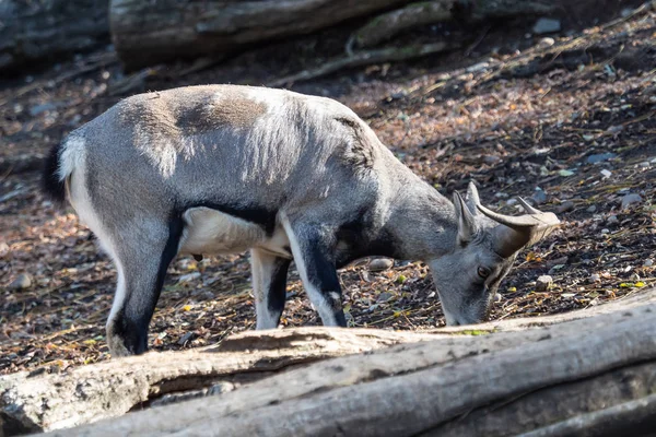 Bharal Himalayan Blue Sheep Naur Pseudois Nayaur — Stock Photo, Image