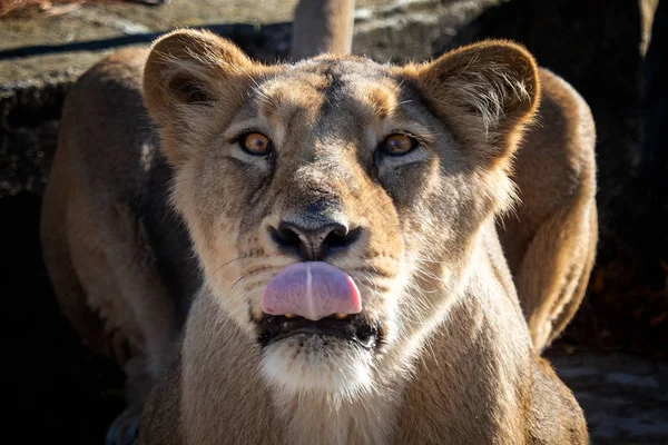 Ázsiai Oroszlán Panthera Leo Persica Kritikusan Veszélyeztetett Faj — Stock Fotó