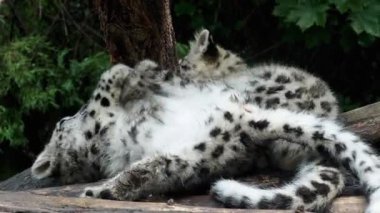 Kar leopar yavrusu (Panthera uncia). Leopar oynayan genç kar.