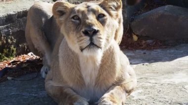 Asyalı dişi aslan (Panthera leo persica). Kritik derecede tehlike altındaki bir tür..
