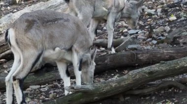 Bharal veya Himalaya mavi koyunu veya naur (Pseudois nayaur)