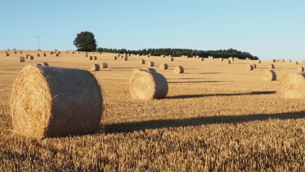 Heuballen Auf Dem Feld Nach Der Ernte Landwirtschaftsbereich Heuballen Goldener — Stockvideo