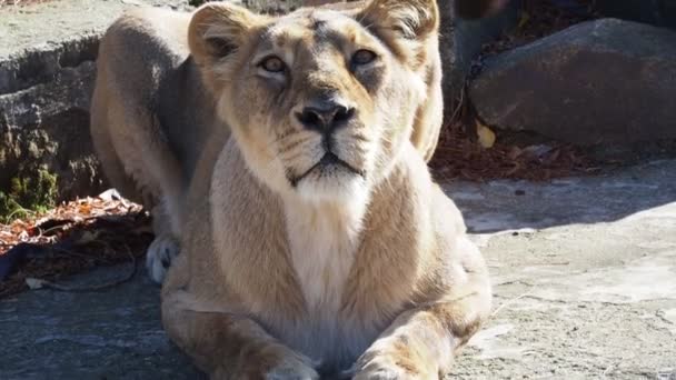 Leoa Asiática Panthera Leo Persica Uma Espécie Criticamente Ameaçada — Vídeo de Stock
