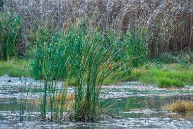 Gölün kıyısında rüzgarda Reed. Rüzgar, sonbahar alanında reed üfleme kuru ot çiçek.