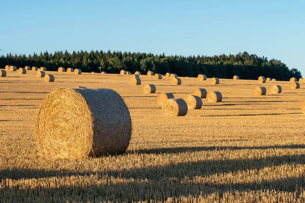 Hooibalen Het Veld Oogst Landbouwgebied Hooibalen Gouden Veld Landschap — Stockfoto