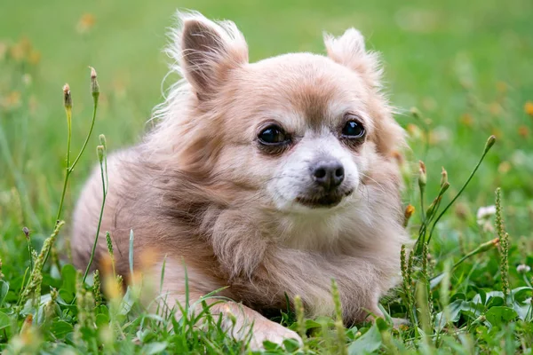 Old Dog Chihuahua Green Grass Summer Day — Stock Photo, Image