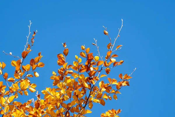 Hojas Otoño Con Fondo Azul Del Cielo —  Fotos de Stock