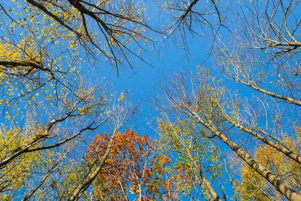 カラフルな秋の低角度のビューは フォレスト内のツリーに残します 風と澄んだ青い空に紅葉 — ストック写真