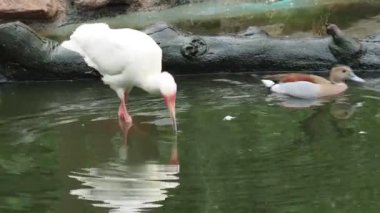Gagası bir balıkla beyaz Ibis (Eudocimus albus).