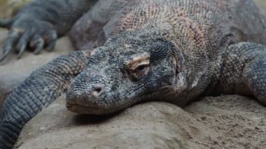 Komodo ejderi, Varanus komodoensis. Dünyanın en büyük kertenkele dinleniyor.