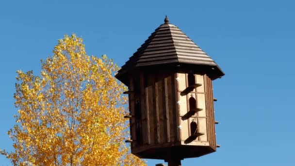 青空の背景に木製の鳩小屋 大規模な鳩ロフトや鳩小屋 — ストック動画